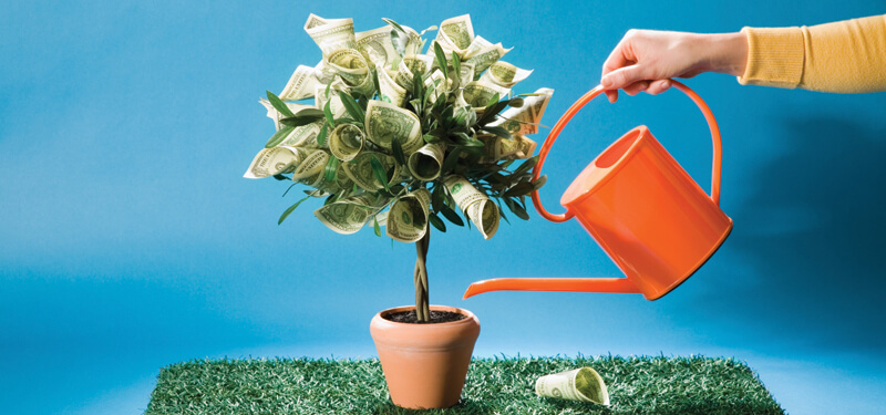 Watering a Money Tree Photo